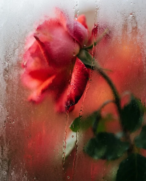 Frosted Glass Effect Transformation 5